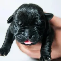 Titan Bones Obsidian Blade, a male Cane Corso for sale in Detroit, MI – Photo 5 of 5