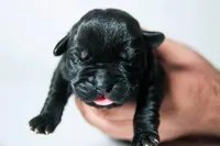 Titan Bones Obsidian Blade, a male Cane Corso for sale in Huntsville, AL – Photo 5 of 5