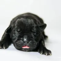 Titan Bones Obsidian Blade, a male Cane Corso for sale in Detroit, MI – Photo 4 of 5