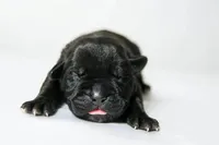 Titan Bones Obsidian Blade, a male Cane Corso for sale in Huntsville, AL – Photo 4 of 5