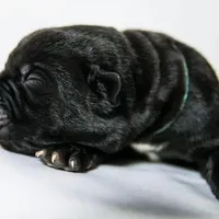 Titan Bones Obsidian Blade, a male Cane Corso for sale in Detroit, MI – Photo 3 of 5