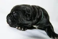Titan Bones Obsidian Blade, a male Cane Corso for sale in Huntsville, AL – Photo 3 of 5