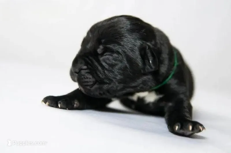 Titan Bones Obsidian Blade, a male Cane Corso for sale in Huntsville, AL – Photo 1 of 5