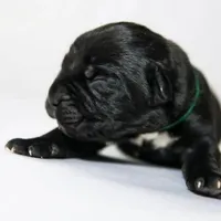 Titan Bones Obsidian Blade, a male Cane Corso for sale in Detroit, MI – Photo 1 of 5
