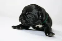 Titan Bones Obsidian Blade, a male Cane Corso for sale in Huntsville, AL – Photo 1 of 5