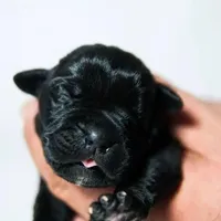 Titan Bones Obsidian Blade, a male Cane Corso for sale in Detroit, MI – Photo 2 of 5