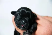 Titan Bones Obsidian Blade, a male Cane Corso for sale in Huntsville, AL – Photo 2 of 5