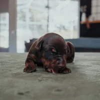 Guardian Gaze Alaric (European), a male Doberman Pinscher for sale in Chicago, IL – Photo 3 of 4