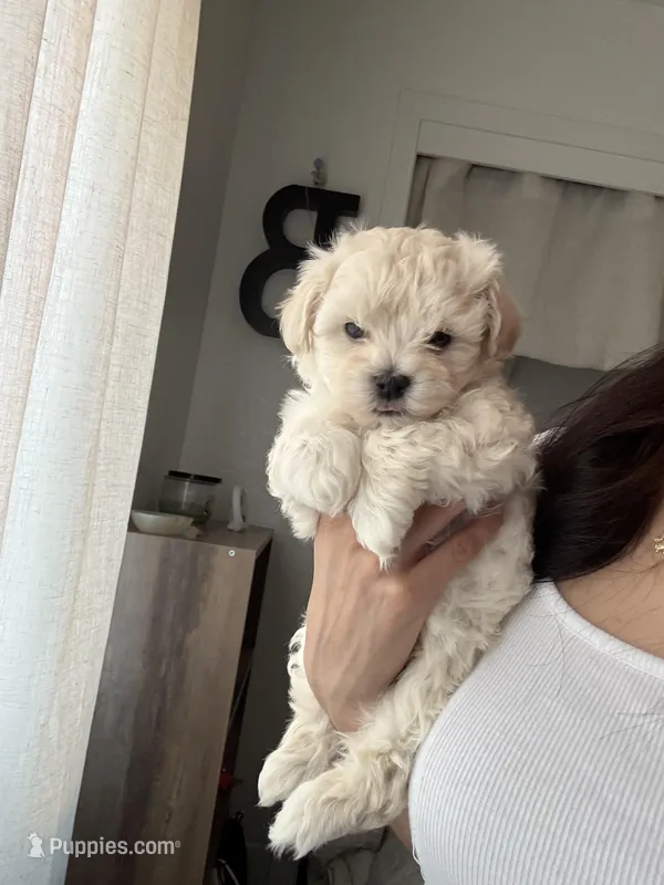 Maltipoo  – Maltipoo puppy for sale in Merced, CA