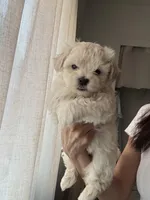 Maltipoo , a male Maltipoo for sale in Merced, CA – Photo 2 of 2