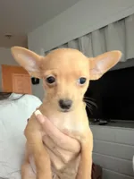 Girl, a female Chihuahua and Miniature Pinscher for sale in Merced, CA – 3 of 5