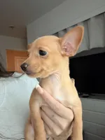 Girl, a female Chihuahua and Miniature Pinscher for sale in Merced, CA – 4 of 5