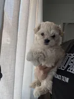 Maltipoo, a female Maltipoo for sale in Merced, CA – Photo 2 of 2