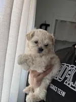 Maltipoo, a female Maltipoo for sale in Merced, CA – Photo 1 of 2