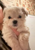 Boy , a male Maltipoo for sale in Merced, CA – 3 of 4