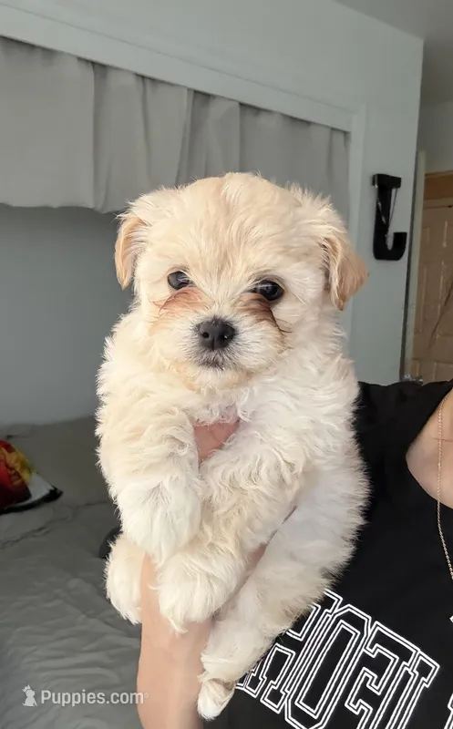 Maltipoo  – Maltipoo puppy for sale in Merced, CA