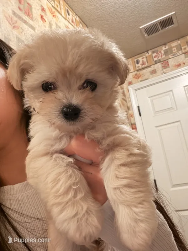 Girl – Maltipoo puppy for sale in Merced, CA