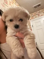 Girl, a female Maltipoo for sale in Merced, CA – 1 of 4