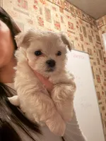 Boy , a male Maltipoo for sale in Merced, CA – 2 of 4