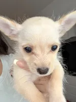 Boy, a male Chihuahua and Miniature Pinscher for sale in Merced, CA – 3 of 3