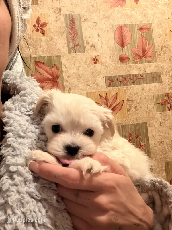 Boy  – Maltipoo puppy for sale in Merced, CA
