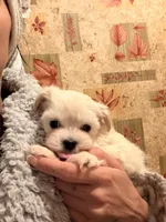 Boy , a male Maltipoo for sale in Merced, CA – 1 of 4