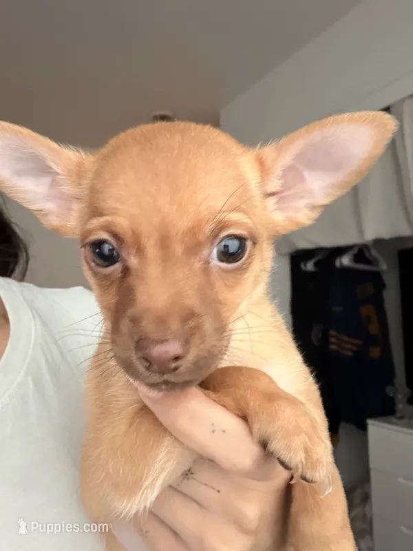 Boy – Chihuahua, Miniature Pinscher puppy for sale in Merced, CA