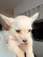 Boy, a male Chihuahua and Miniature Pinscher for sale in Merced, CA – 2 of 3