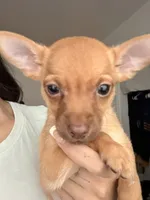 Boy, a male Chihuahua and Miniature Pinscher for sale in Merced, CA – 2 of 4