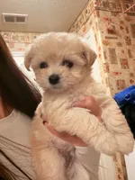 Girl, a female Maltipoo for sale in Merced, CA – 4 of 4