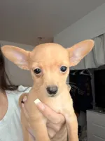 Girl, a female Chihuahua and Miniature Pinscher for sale in Merced, CA – 5 of 5