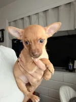 Boy, a male Chihuahua and Miniature Pinscher for sale in Merced, CA – 4 of 4
