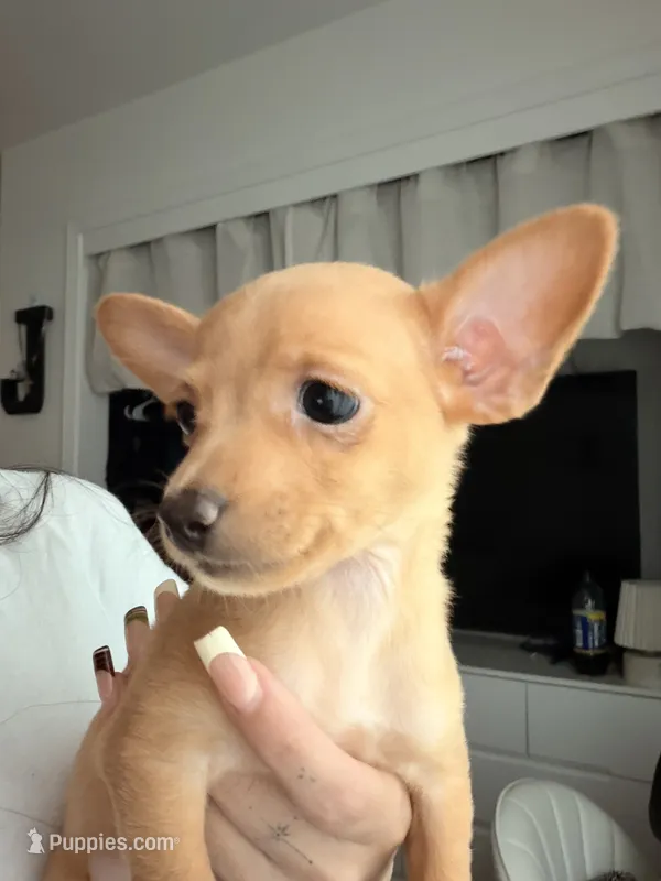 Girl – Chihuahua, Miniature Pinscher puppy for sale in Merced, CA
