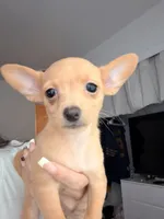 Girl, a female Chihuahua and Miniature Pinscher for sale in Merced, CA – 2 of 5
