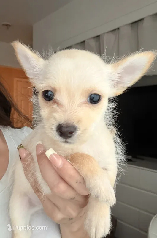 Boy – Chihuahua, Miniature Pinscher puppy for sale in Merced, CA