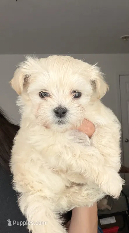 Boy  – Maltipoo puppy for sale in Merced, CA