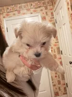 Boy , a male Maltipoo for sale in Merced, CA – 4 of 4