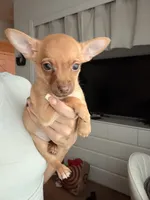 Boy, a male Chihuahua and Miniature Pinscher for sale in Merced, CA – 3 of 4