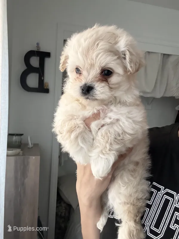 Maltipoo  – Maltipoo puppy for sale in Merced, CA