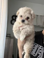 Maltipoo , a female Maltipoo for sale in Merced, CA – Photo 2 of 2