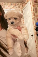 Girl, a female Maltipoo for sale in Merced, CA – 3 of 4
