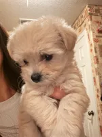 Girl, a female Maltipoo for sale in Merced, CA – 2 of 4