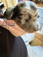 Pippa , a male Miniature Dachshund for sale in Mchenry, IL – 2 of 4