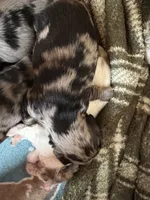 Pippa , a male Miniature Dachshund for sale in Mchenry, IL – 3 of 4