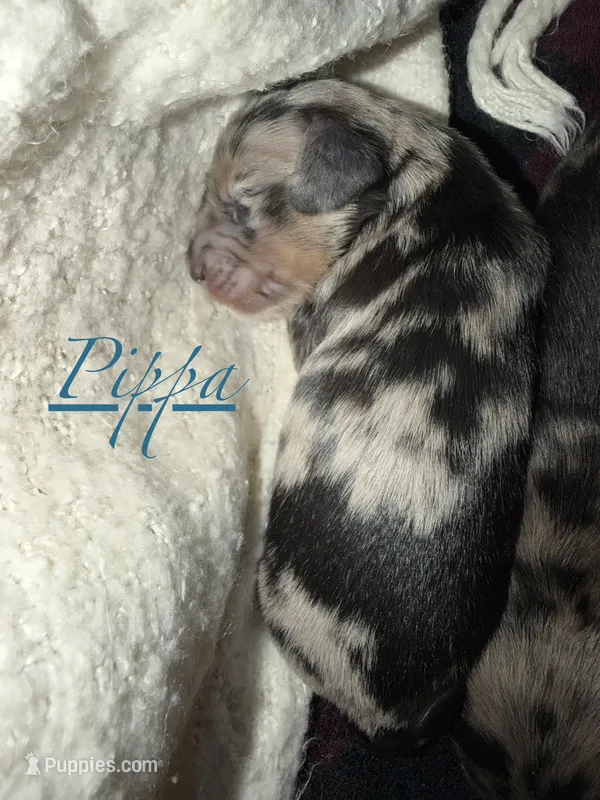 Pippa  – Miniature Dachshund puppy for sale in Mchenry, IL