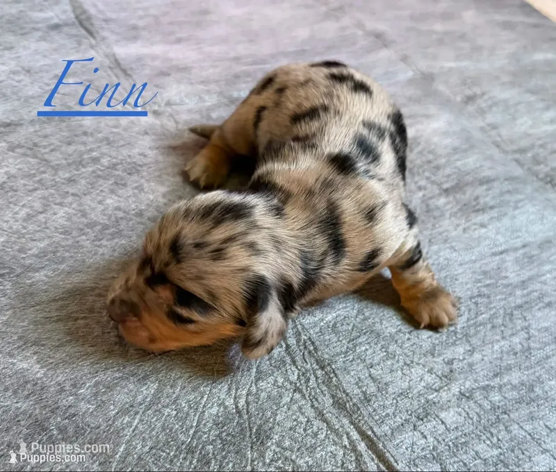 Finn – Miniature Dachshund puppy for sale in Mchenry, IL