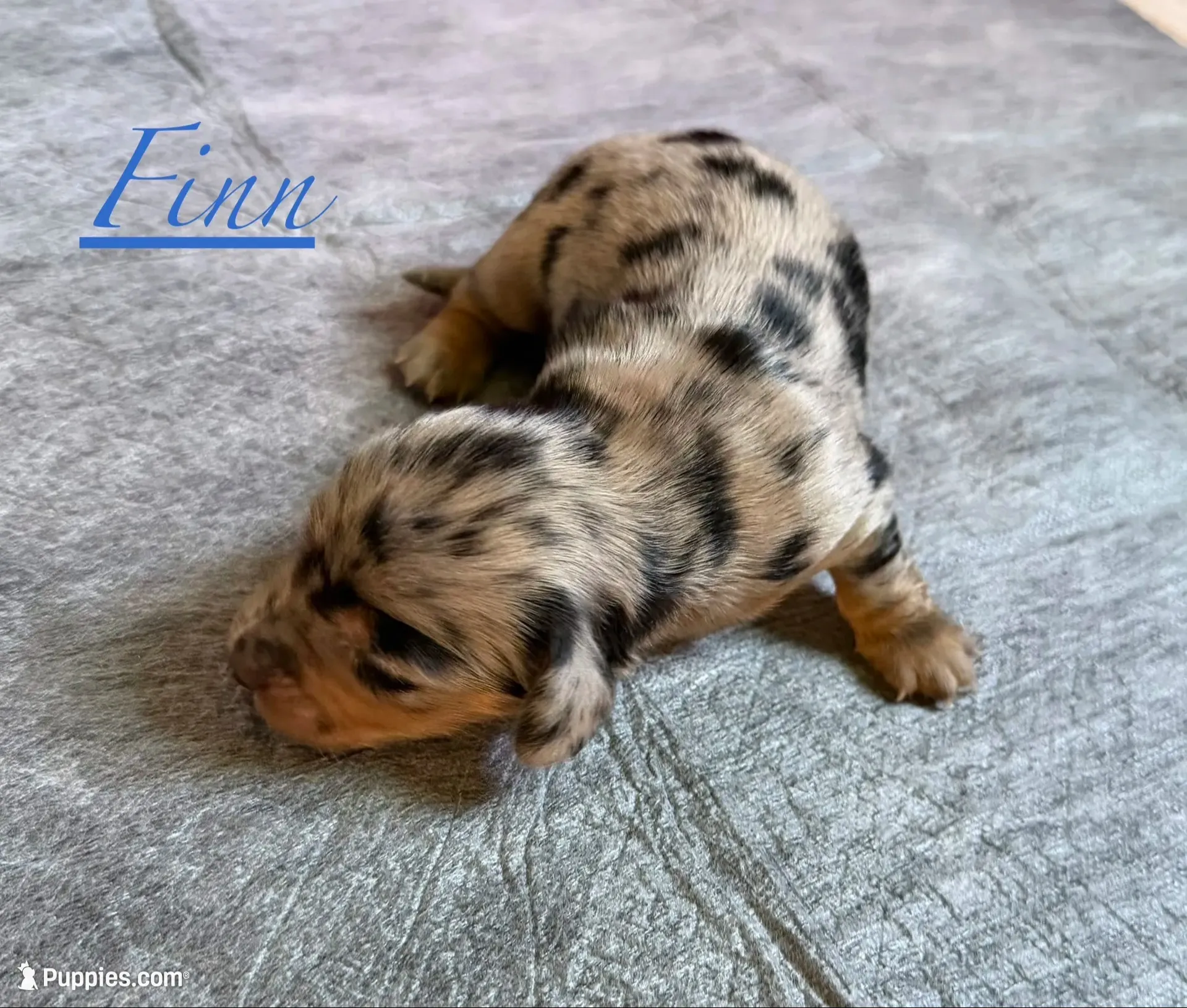 Finn, a male Miniature Dachshund for sale in Mchenry, IL – 1 of 3