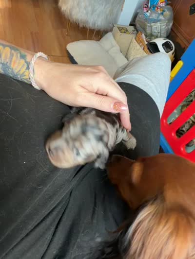 Pippa , a male Miniature Dachshund for sale in Mchenry, IL – 4 of 4