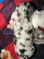 Finn, a male Miniature Dachshund for sale in Mchenry, IL – 2 of 3