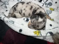 Finn, a male Miniature Dachshund for sale in Mchenry, IL – 3 of 3